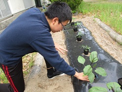 舎生が苗植えをしている写真（１）