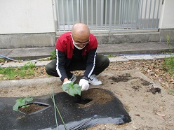 舎生が苗植えをしている写真（２）