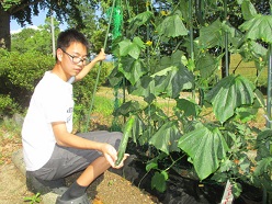 舎生が夏野菜を収穫した写真（３）