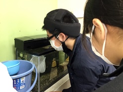 サケを水槽から移している様子