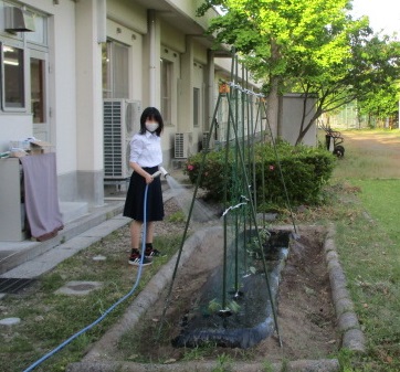 水やり