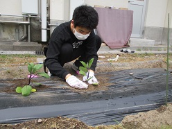 苗植えの様子１