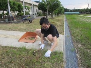 鎌を使っています