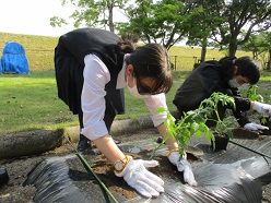 舎生が苗植えをしている様子３