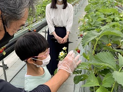 イチゴの花を観察