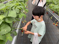 イチゴを収穫