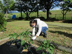 盲生女子が除草しているところ