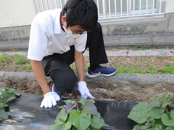 聾生男子が除草作業をしているところ