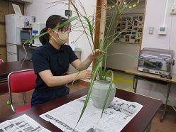 舎生がススキを活けている様子2