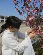 八重桜を採集する女子舎生