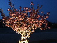 寄宿舎前の八重桜をライトアップ