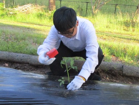 苗植えの様子