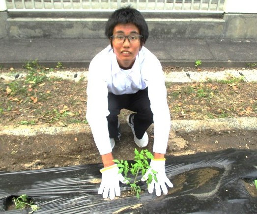 苗植えの様子