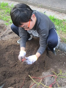 芋ほり