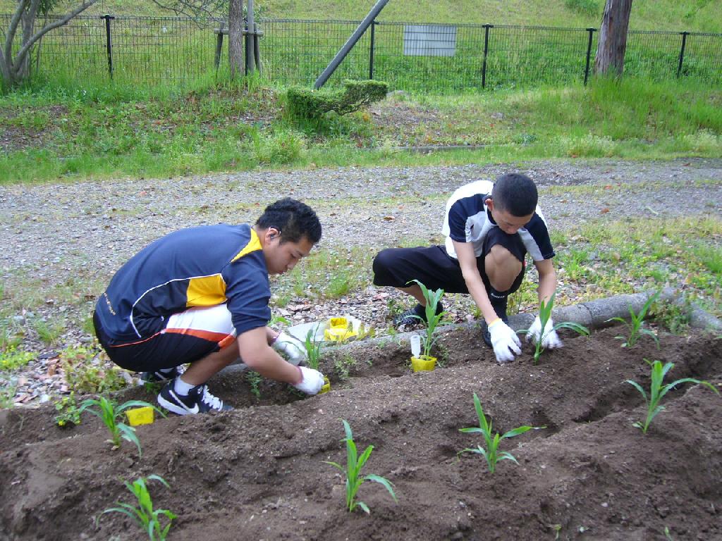 舎生がトウモロコシの苗を植えている写真