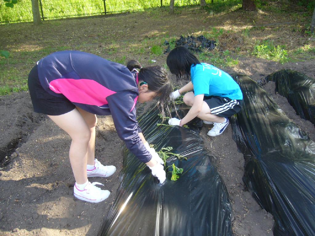 舎正が芋の苗を植えている写真