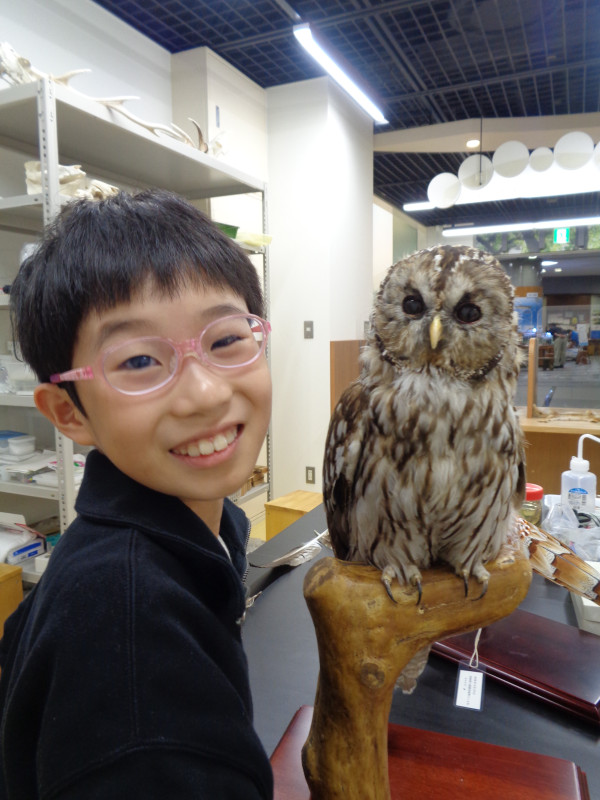 フクロウの剥製と