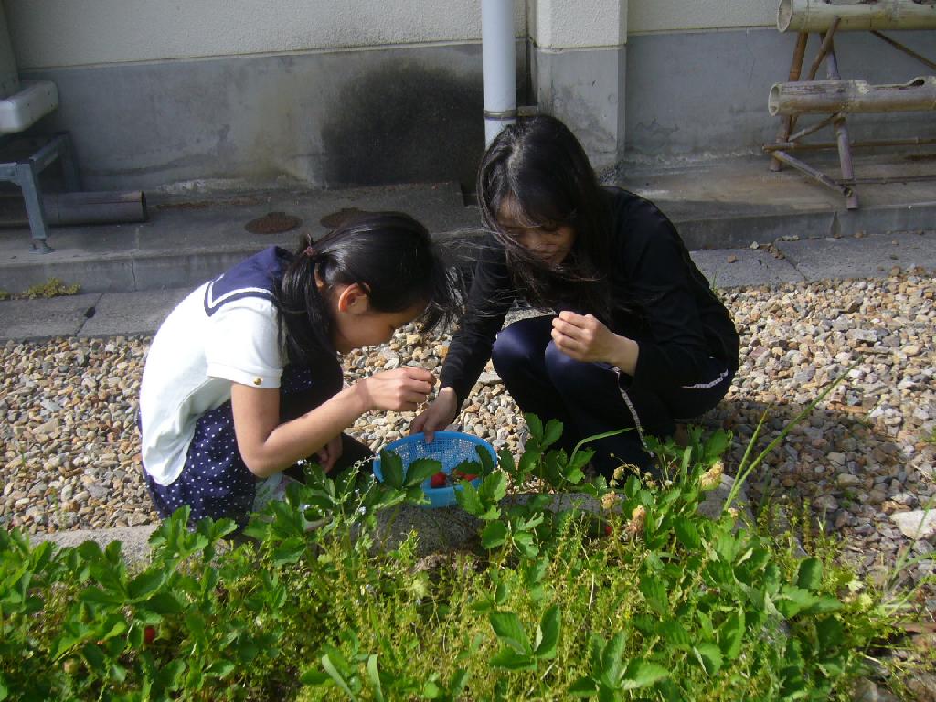 舎生と職員のイチゴ狩り