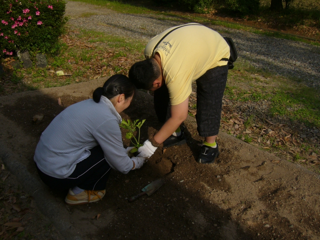 職員の支援を受けながら、いんげんの苗を植えています。