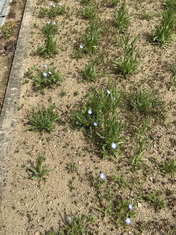 １年花だん