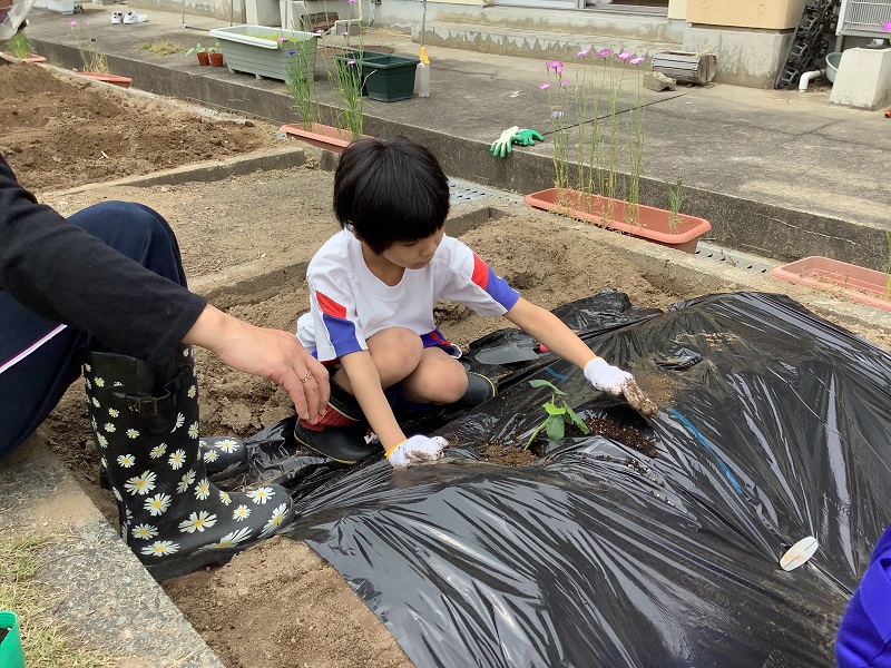 苗植え1