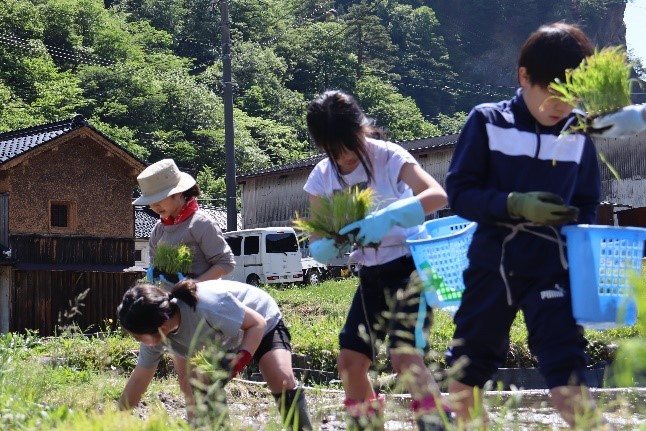 田植え