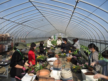 ④植え付け