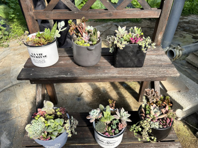 9.多肉植物