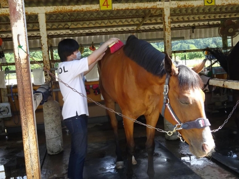 乗馬体験ブラシ掛け