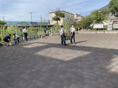 はるかのひまわり1