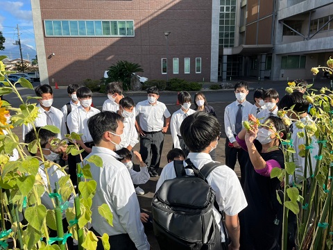 ひまわり収穫１