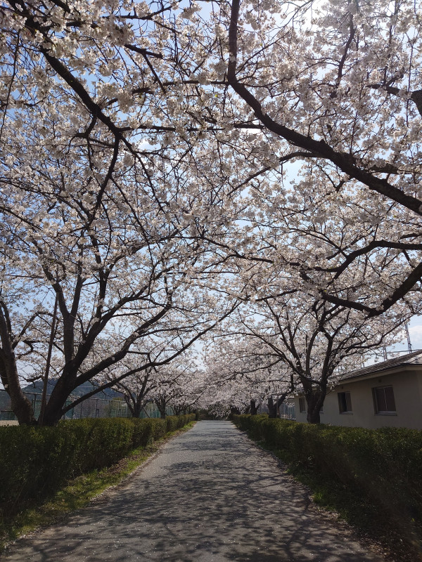 20250407_桜