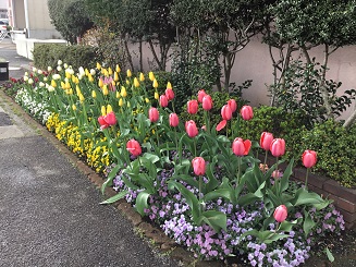 ４月９日始業式の花壇
