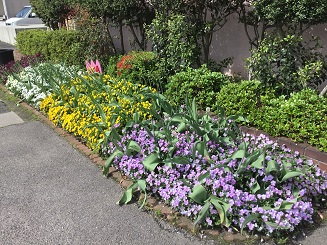 ４月２６日の花壇（ビオラ満開①）