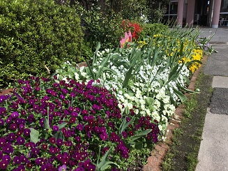 ４月２６日の花壇（ビオラ満開②）